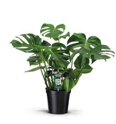 monstera deliciosa
