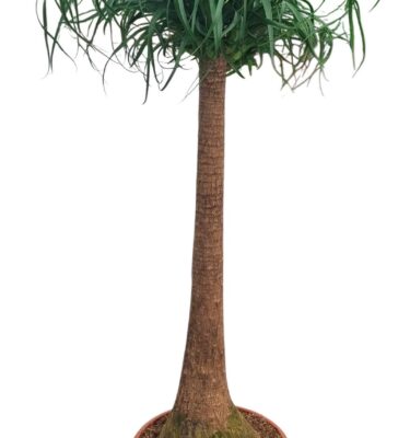 Beaucarnea recurvata