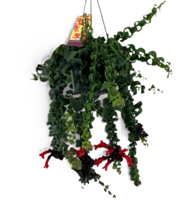 aeschynanthus bluster
