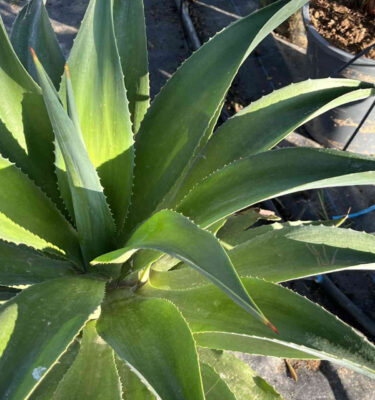 agave
