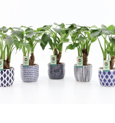alocasia c ceramica