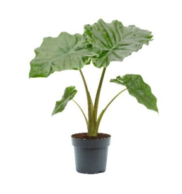 alocasia portodora