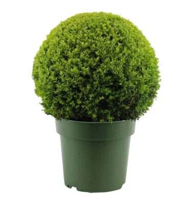 buxus