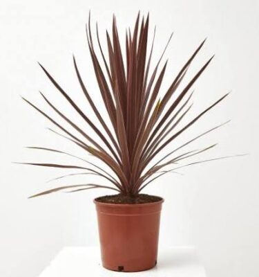 cordyline