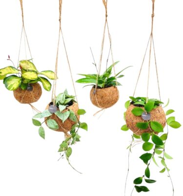 hoya wayetii