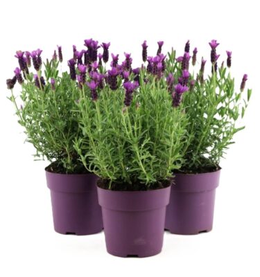 lavanda
