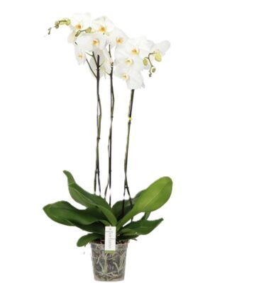 phalaenopsis blanca alta