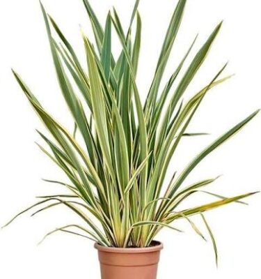 phornium