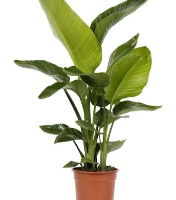 strelitzia