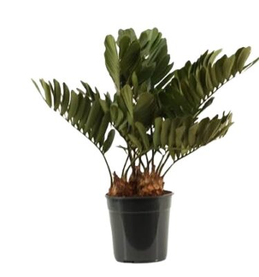 zamia