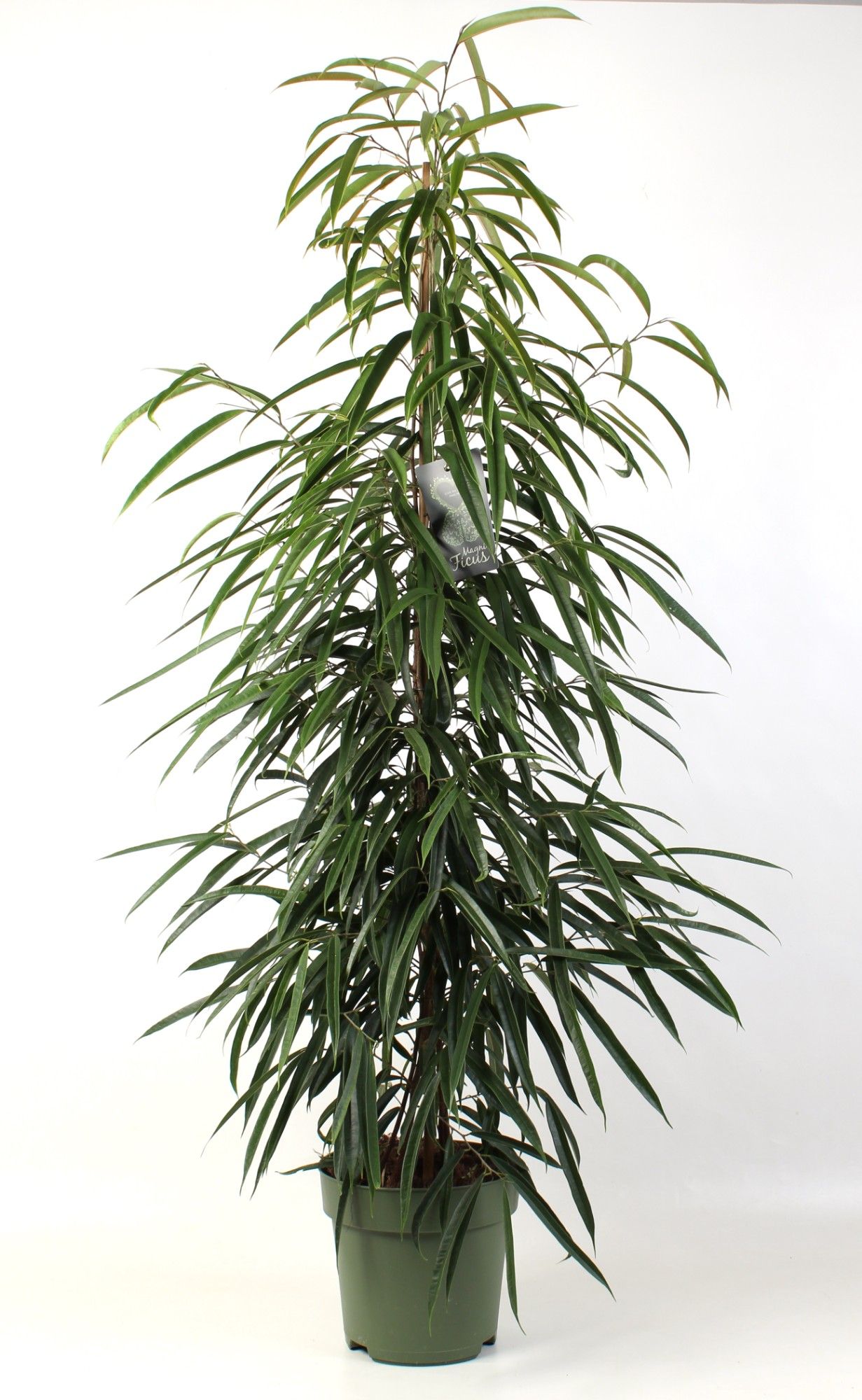 ficus