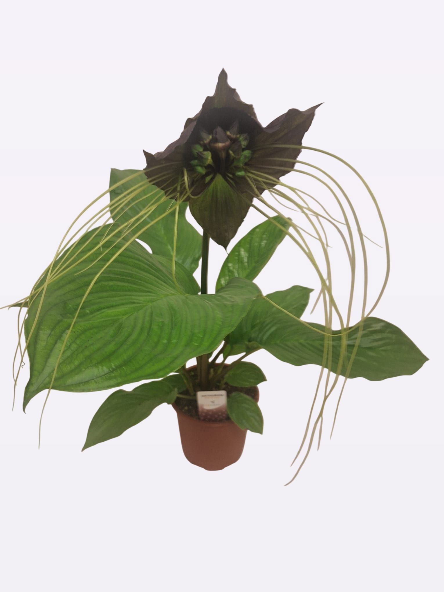 tacca