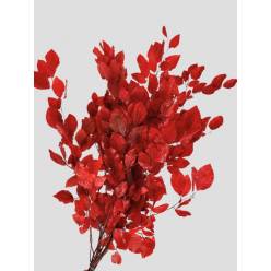 fagus red